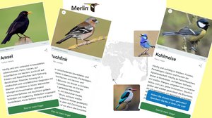 Im Bild sind mehrere Screenshots von heimischen Vögeln und ihre Beschreibung in der App "Merlin" zu sehen.