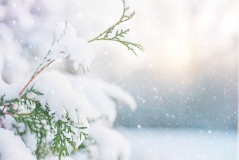 Nahaufnahme eines schneebedeckten Zweigs vor verschneitem Hintergrund.