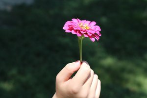 Kinderhand mit Blume